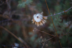 03-Alroi-Spring
