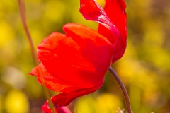 01-Anemone-Kalanit