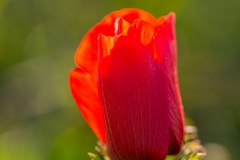 02-Anemone-Kalanit