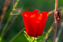 03-Anemone-Kalanit