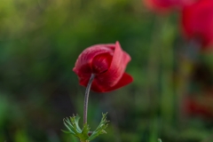 06-Anemone-Kalanit