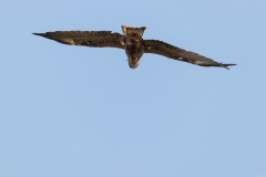 Agmon-Hula-14102019_0206