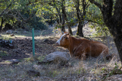 07-Bashan-Cows