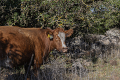 09-Bashan-Cows