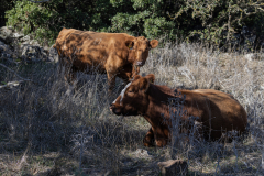 10-Bashan-Cows