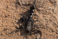 6D_Black-Ant0022-2