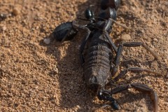 6D_Black-Ant0023-2