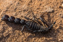 6D_Black-Ant0027-2