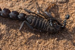 6D_Black-Ant0028-2