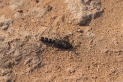 6D_Black-Ant0028