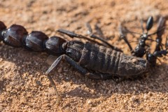 6D_Black-Ant0031-2