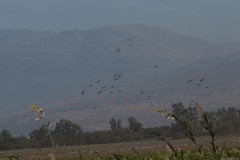 Agmon-Hula-14102019_0136