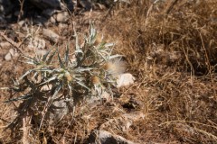 80d_MG_0015
