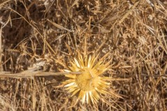 80d_MG_0018-3