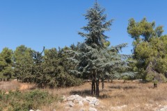 80d_MG_0025