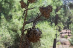 80d_MG_0035-2