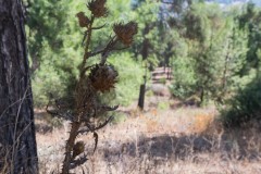 80d_MG_0035