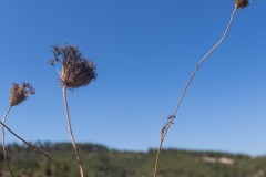 80d_MG_0041-2