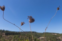 80d_MG_0041