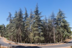 80d_MG_0048