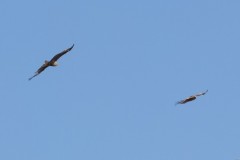 6d_MG_0020