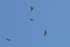 6d_MG_0028