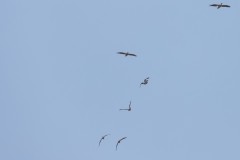 6d_MG_0035