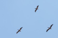 6d_MG_0037-2