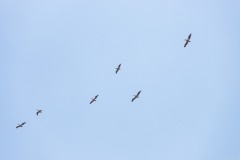 6d_MG_0037