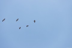 6d_MG_0038