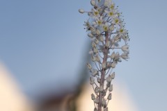 MG_0020-2