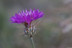 1_MG_0023