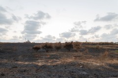 MG_0019