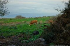 02-Eyn-Shoko-Shmorat-Ahao-Nov-Hippos-30-12-2023