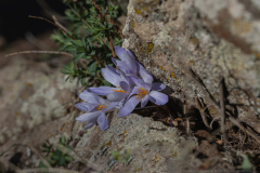11-Feinbruns-Autumn-Crocus