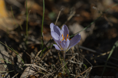 12-Feinbruns-Autumn-Crocus