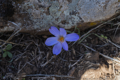 13-Feinbruns-Autumn-Crocus