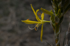 Flowers-3