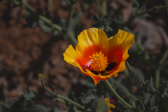 Flowers-8