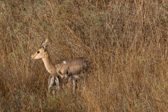 09-Gazelle