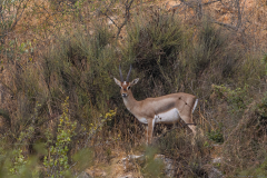 10-Gazelle
