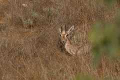 11-Gazelle