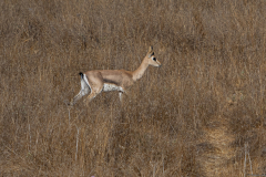 12-Gazelle