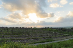 04-Gezer-Fields