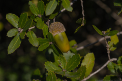 04-Ha-Masrek-Reserve-01122023