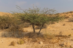 01-Hatzera-Crater
