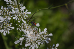 insects-1