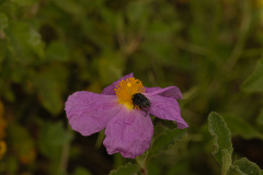 insects-10