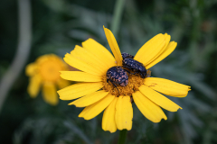 insects-7