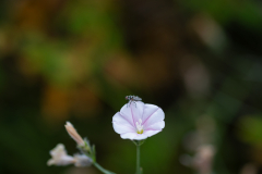 insects-8